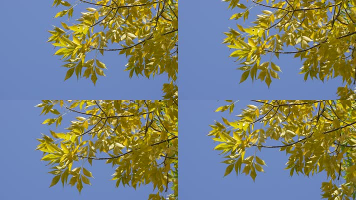秋天金黄色的树叶