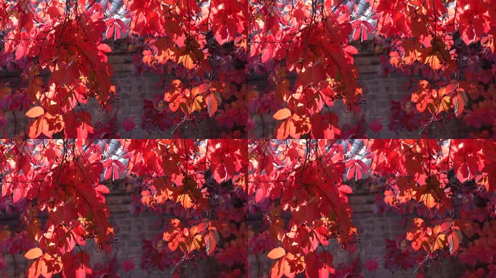 秋季红叶阳光光影