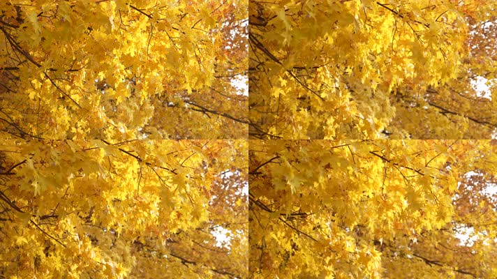 秋季金色的枫叶