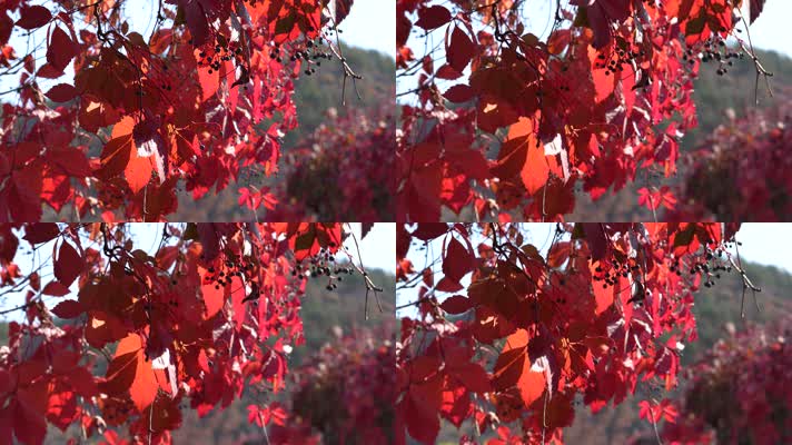 阳光下的红叶秋季