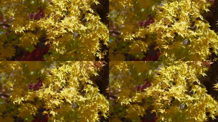 秋季金色枫叶金色的秋天