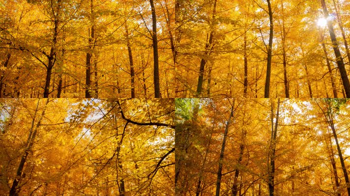 银杏树林秋季金黄