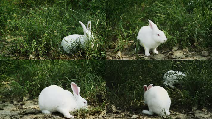 兔子吃草白兔子