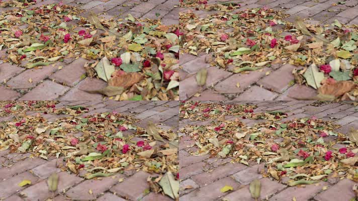 秋天清晨街头人行道上落满的枯叶