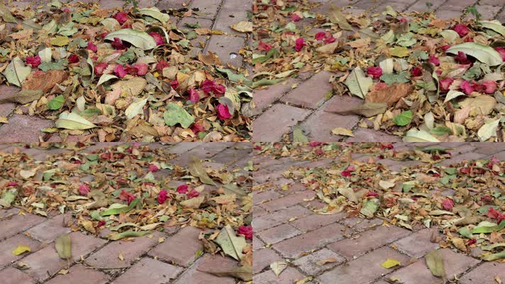 秋季清晨街头人行道上凋落堆积的树叶