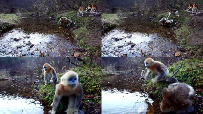 金丝猴在河边喝水