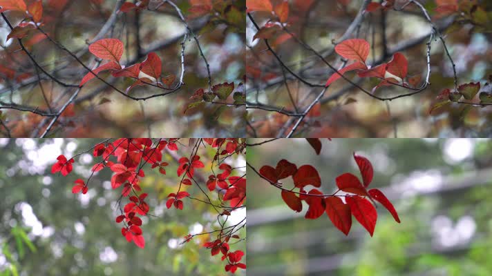 秋天红叶意境背景素材合集