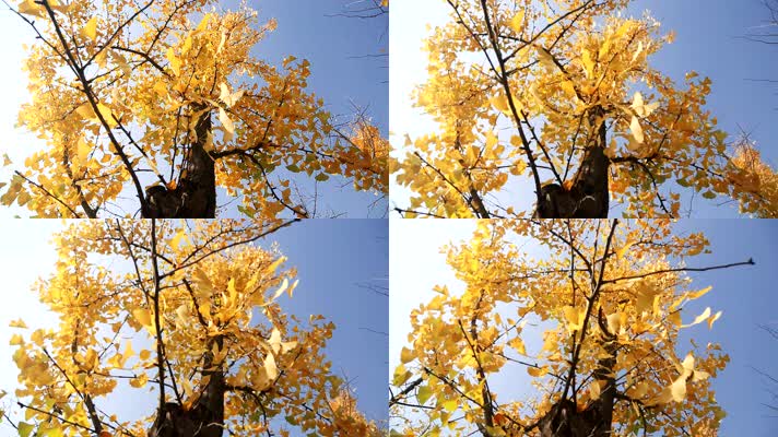 银杏树转动西安的秋天  秋色