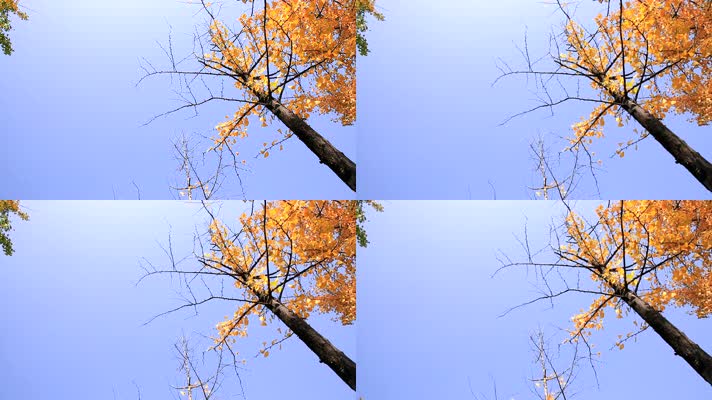银杏树杆秋天的风景秋天的景色