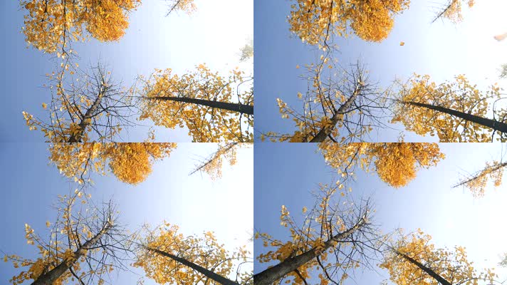 银杏树叶落下西安的秋天  秋色