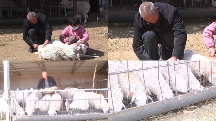 农户养殖户牧民给羊剪羊毛