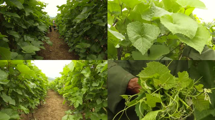 农民夫妇护理葡萄秧葡萄架山葡萄特色种植