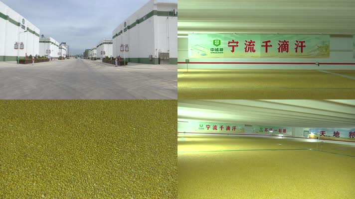 中储粮上万吨玉米仓库中央储备粮库粮食