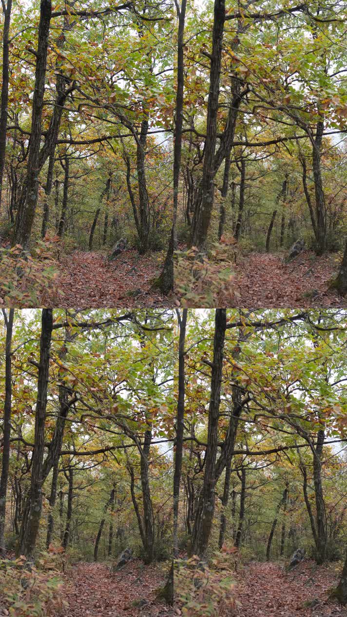 秋天山林中铺满落叶的小路