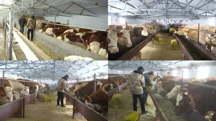 草原牧民在牛棚里给牛喂饲料养殖养牛专业户