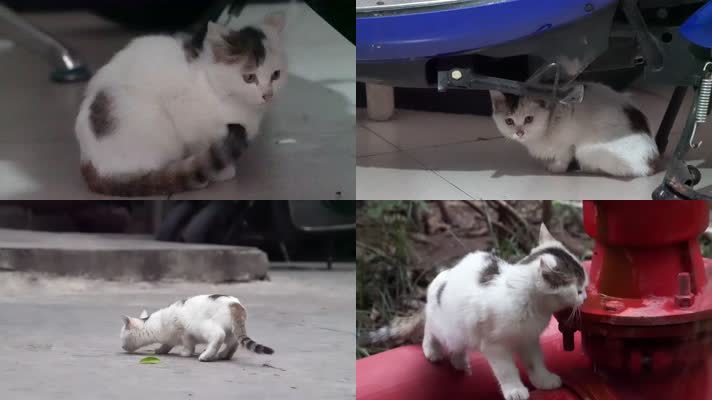 【合集】城市街头可爱流浪猫捕捉镜头
