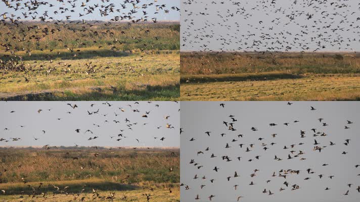 上海长江口湿地保护区成群野鸭飞翔