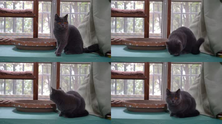 4K萌宠猫咪英短蓝猫在窗台上四处张望