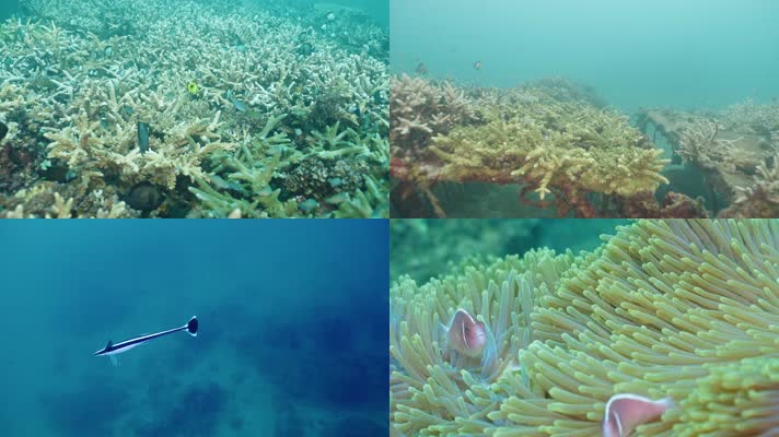 海底世界水下摄影珊瑚小丑鱼鱼群