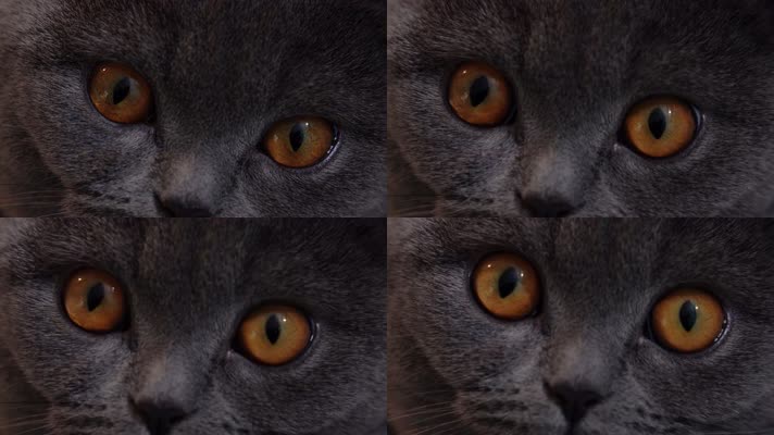 萌宠猫咪蓝猫眼睛特写镜头