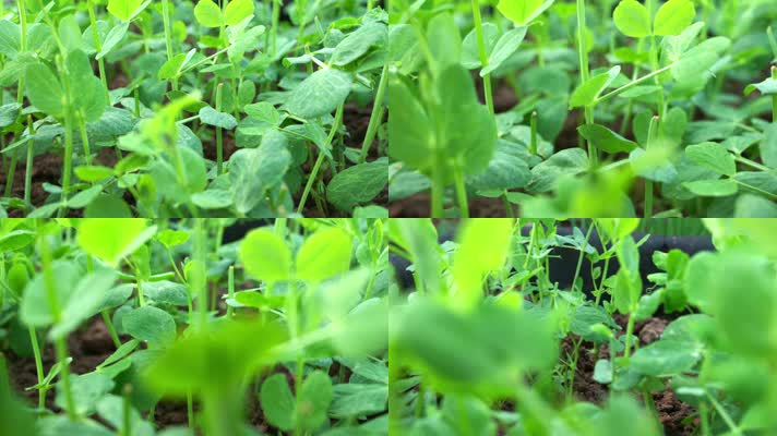 阳光下豌豆尖小苗密集生长丰收