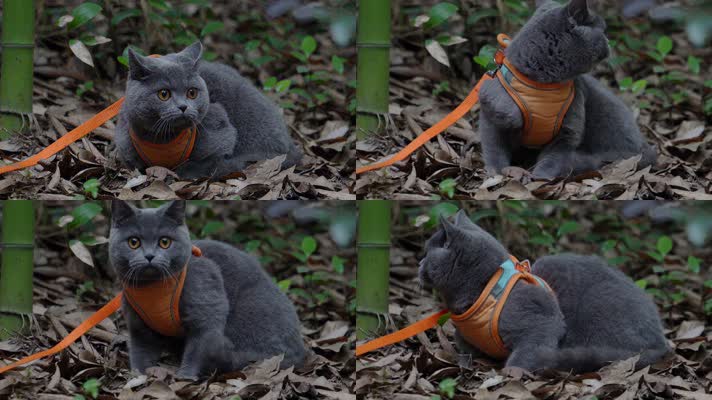 4K竹林中的可爱蓝猫趴在落叶中嬉戏