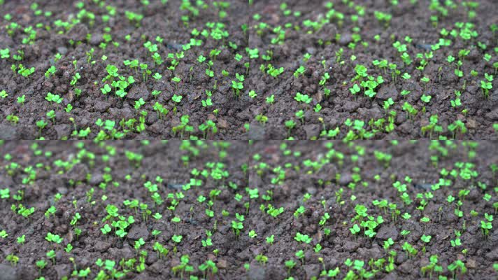 4K细雨中破土而出的豌豆尖小苗