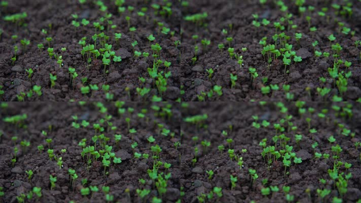 慢镜头特写雨中的豌豆秧苗茁壮生长
