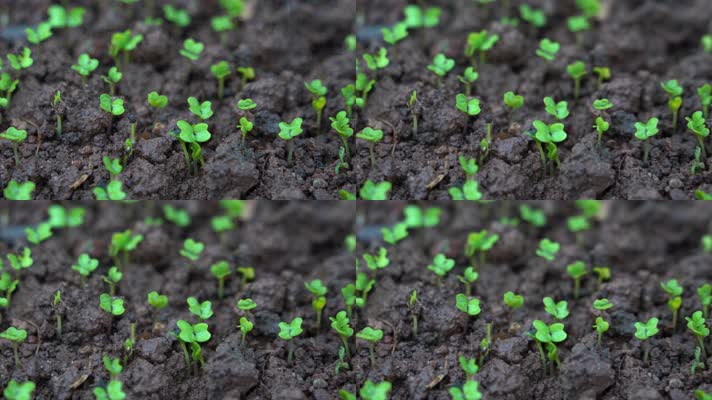 4K细雨中破土而出的豌豆尖小苗茁壮生长