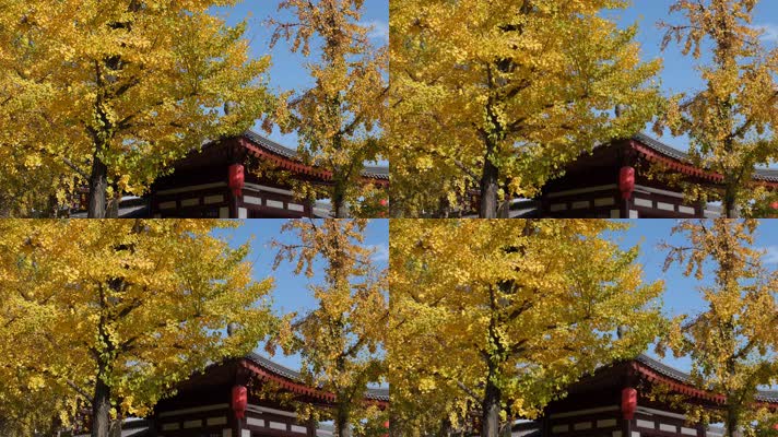 微风中的金黄银杏树和古建