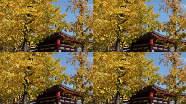 微风中的金黄银杏树和古建