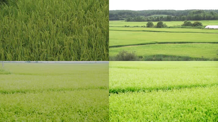 风光农业种植 稻田麦穗大米