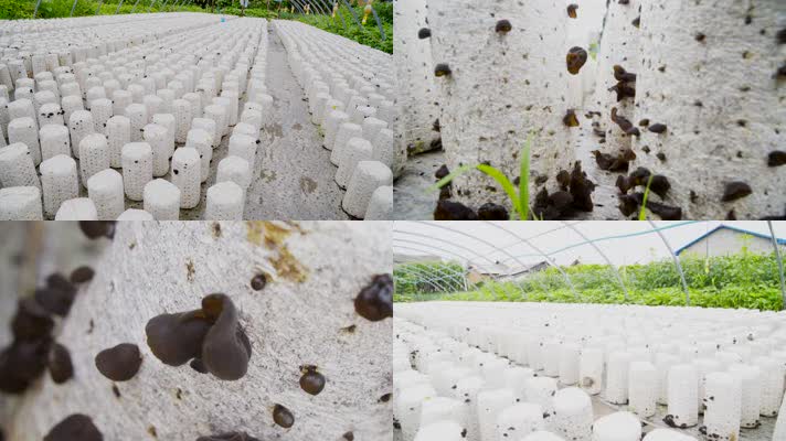 风光农业种植 大棚木耳生长菌菇