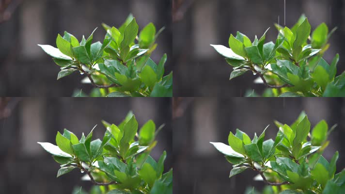 慢镜头沐浴在阳光和雨中的绿色植物特写