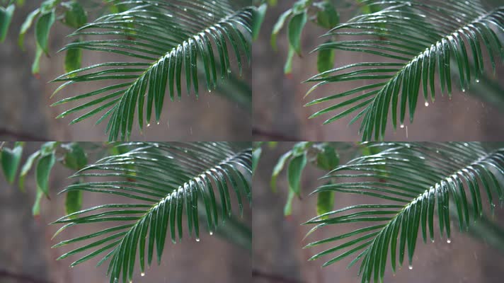 慢镜头雨滴空镜-绿色植物-意境禅意