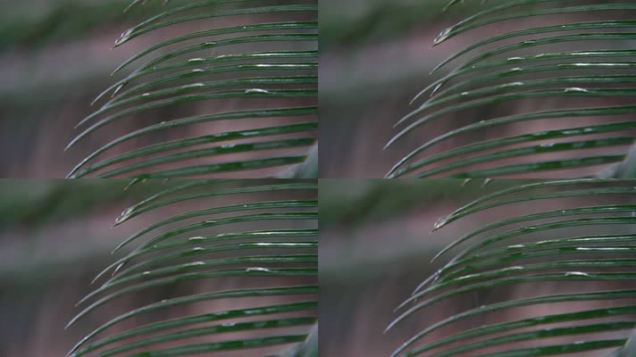慢镜头雨滴空镜-绿色植物-意境禅意