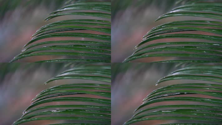 慢镜头大自然雨滴空镜=绿色植物-意境禅意