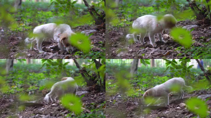 4K萌宠可爱狗狗穿越树林跟焦镜头