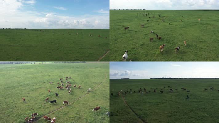 航拍草原牛群牧业草场