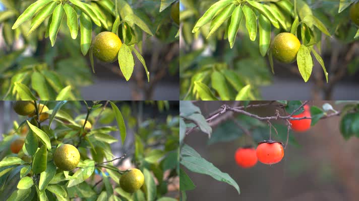 【合集】4K雨中的成熟果实沐浴在阳光下