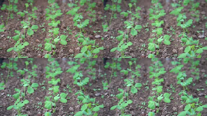 慢镜头微风与细雨中茁壮生长的豌豆苗农田