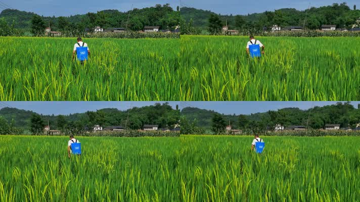 三农素材：夏天农民水稻田打药喷药实拍