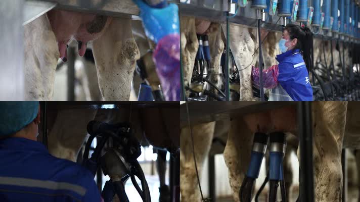 现代化奶企工人对奶牛安装自动吸奶器牛奶