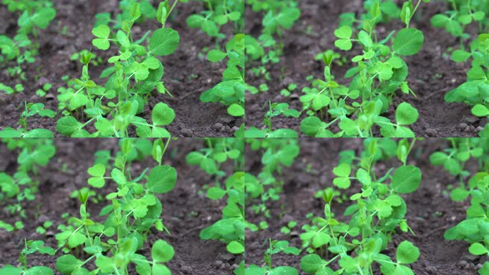 4K风雨中坚韧不拔茁壮生长的豌豆秧苗