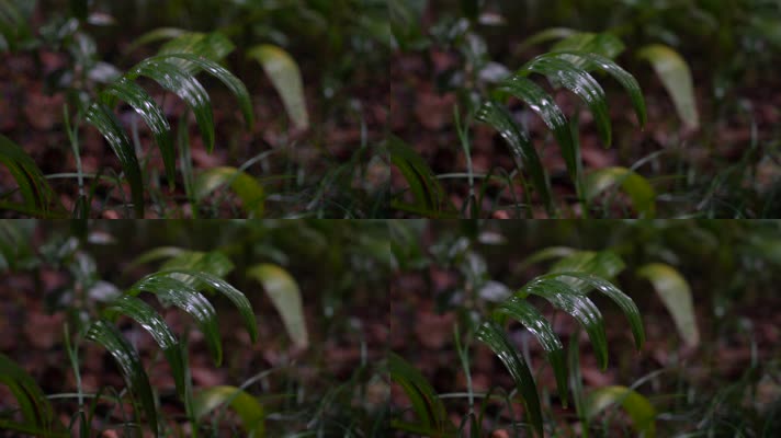 4K森林雨景-细雨中的绿色植物叶子