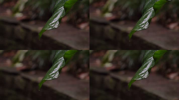 4K森林雨景-雨滴落在植物叶片上滑下空镜
