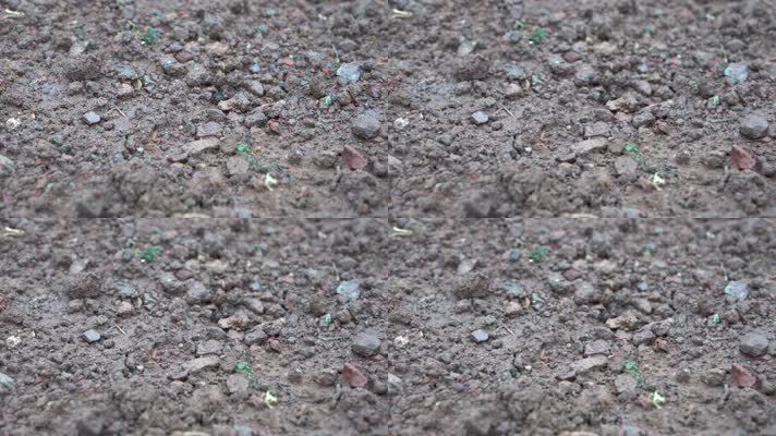 4K雨水滴落在泥土上浸润土壤实拍