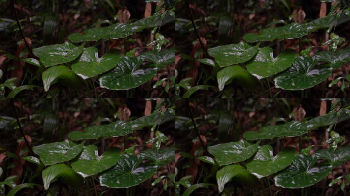 4K森林雨景-雨中的芋头叶片自然景观