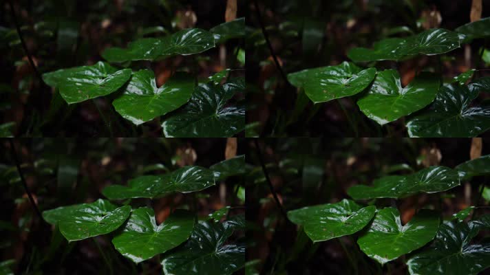 慢镜头雨景-雨滴落在森林绿叶唯美空镜