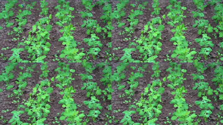 4K微风与细雨中茁壮生长的豌豆秧苗